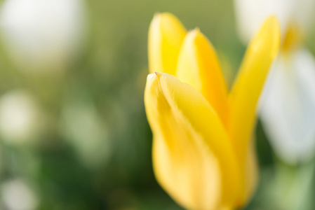 黄色郁金香花