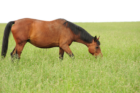 马在草地上