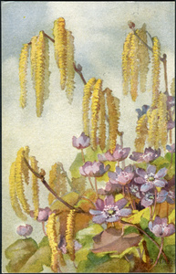 旧瑞士明信片1919年。春季开花。