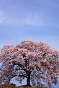 鳄冢没有樱花