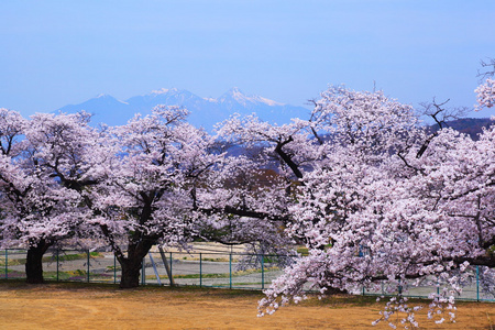 樱花和 mt.yatsugatake