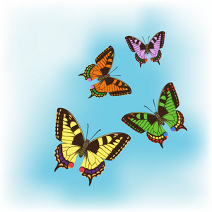 色彩缤纷的蝴蝶
