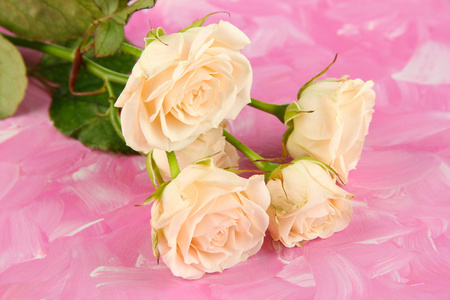 美丽的奶油玫瑰特写，颜色背景上