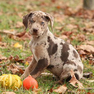 路易斯安那州卡塔胡拉小狗在秋天