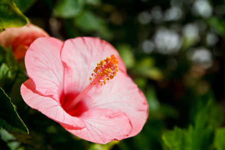 芙蓉花花粉