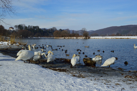 天鹅和野鸭在湖在冬季时间