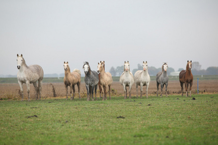 在秋天威尔士 ponnies