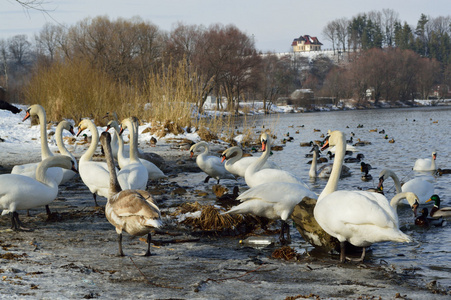 白色天鹅和野鸭在湖在冬季时间