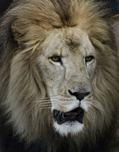 狮子的肖像
