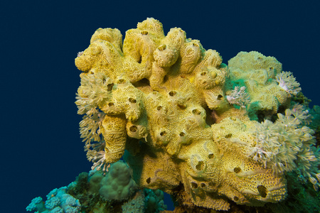 珊瑚礁与伟大黄海海绵底部的热带海