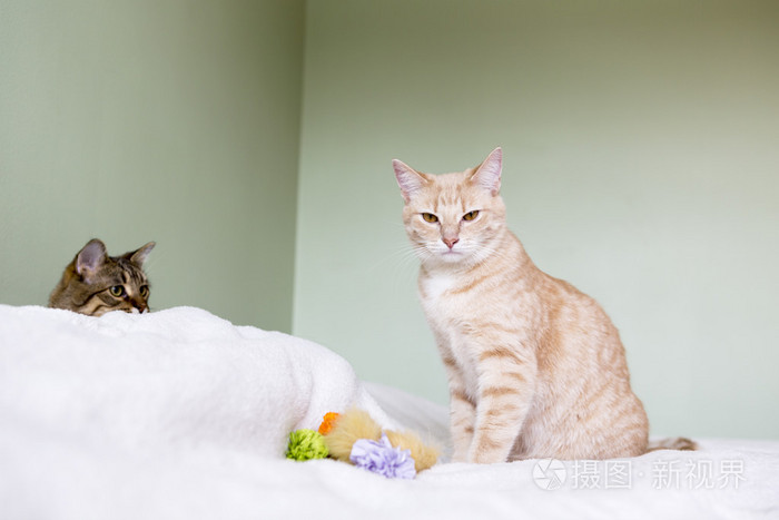 年轻的猫