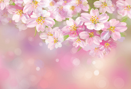向量的春天开花树上粉红色的散景背景