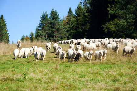 群羊在草原上