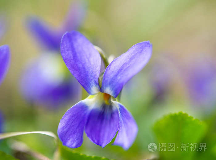 紫罗兰花