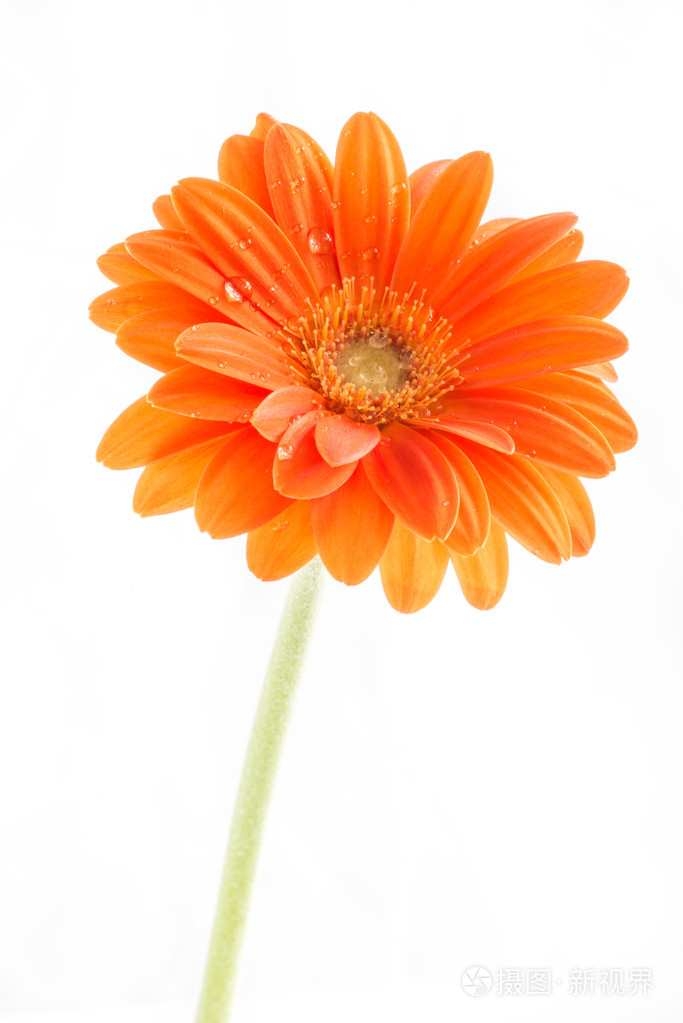 gerber花橙色非洲菊花卉附近了照片