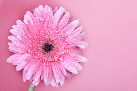 粉红的底色上大粉红色的花菊图片