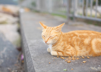 流浪猫