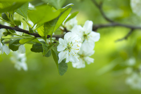 樱桃树开花特写