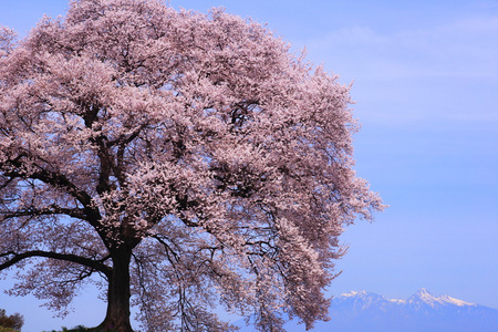 鳄冢没有樱花与 mt.yatsugatake