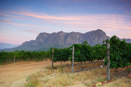 斯泰伦博斯，南非洲地区的葡萄种植的心