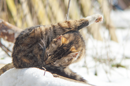 有趣的猫