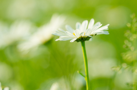 在春天特写美丽雏菊