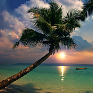 绿波溅上的沙滩和棕榈树与热带设计模板海景