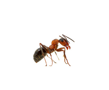 白蚂蚁