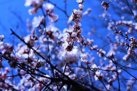 春天开花早午餐