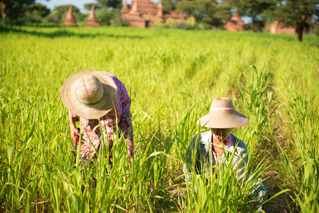 传统亚洲农民工作图片