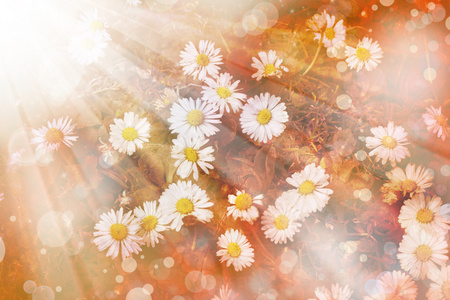 雏菊花背景。阳光。春天背景