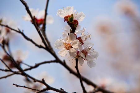 春天开花