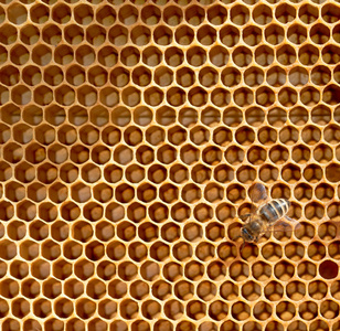 蜂窝和蜜蜂