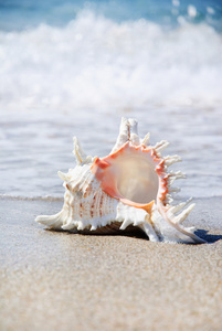 在波浪中的沙质海滩上的贝壳图片