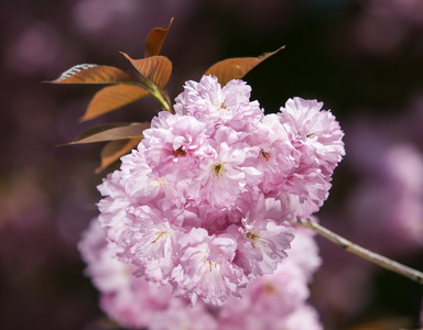 樱花。樱花支行