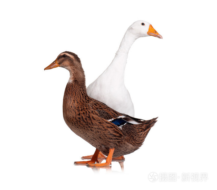 鸭和鹅