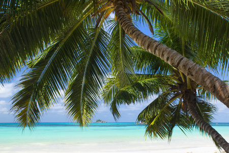 白珊瑚海滩沙子和蔚蓝的印度洋
