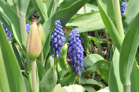 春天的蓝色的花，郁金香