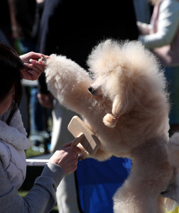 狗展，贵宾犬