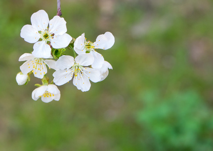 白樱花