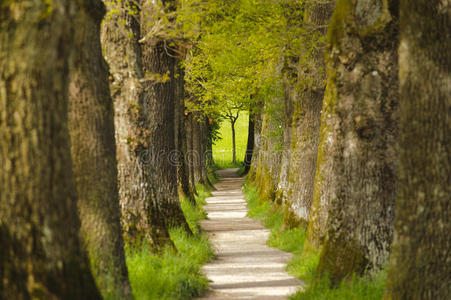步行 车道 花园 森林 通路 国家 夏天 人行道 乡村 美丽的