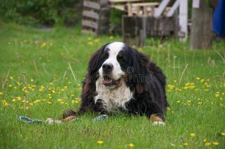 伯尔尼山犬在满是蒲公英的草坪上