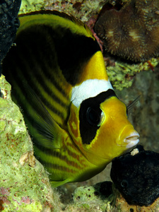 红海浣熊蝴蝶鱼鱼鳞