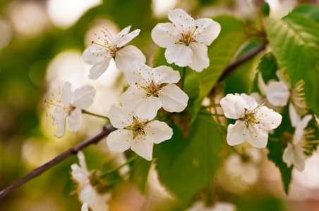 在春天的花园中的一棵树上的白花