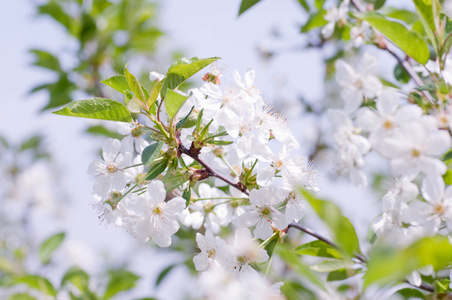 在春天的花园中的一棵树上的白花
