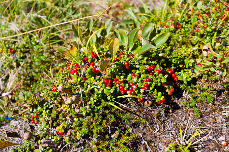 foxberry 的树丛里