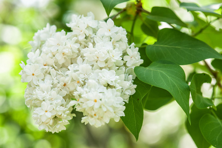 春季白丁香花