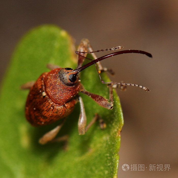 橡子的象鼻虫 (栗 glandium).宏观