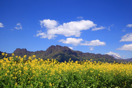 油菜田和山