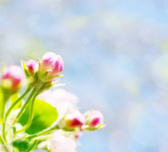 苹果计算机公司的微妙春天的花朵